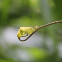 Aristolochia ringens Vahl